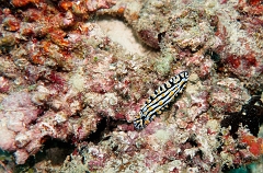 Velidhu - 2013_03_14 - IMG_0746r_Nudibranche_Aquarium_Plongee